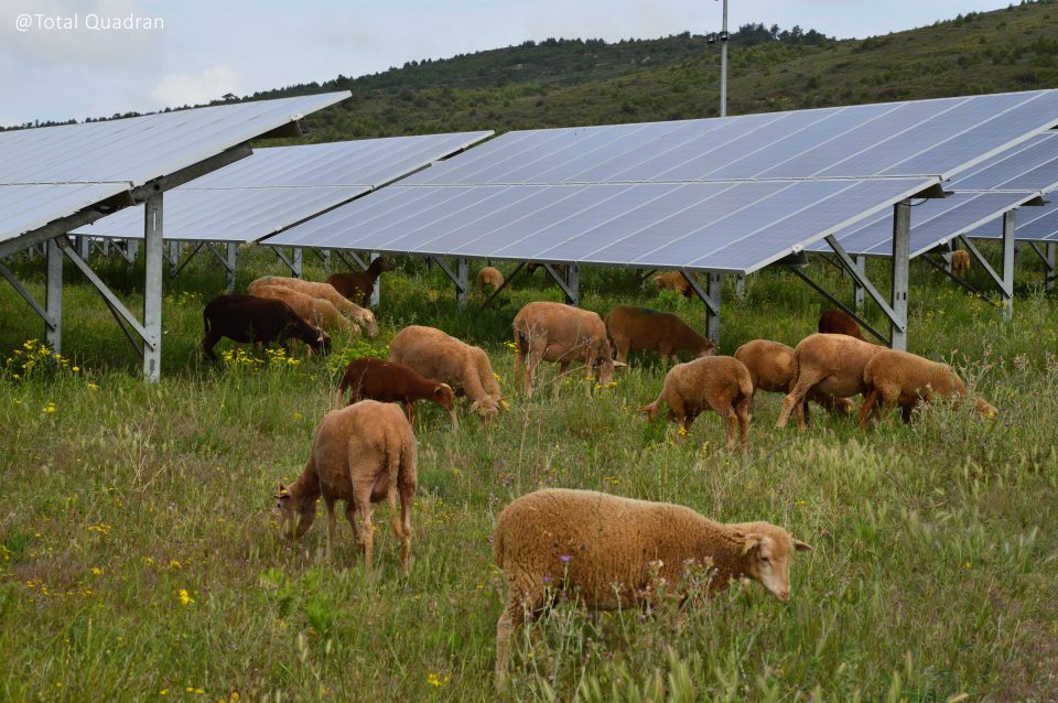 Moutons agrivoltaïsme