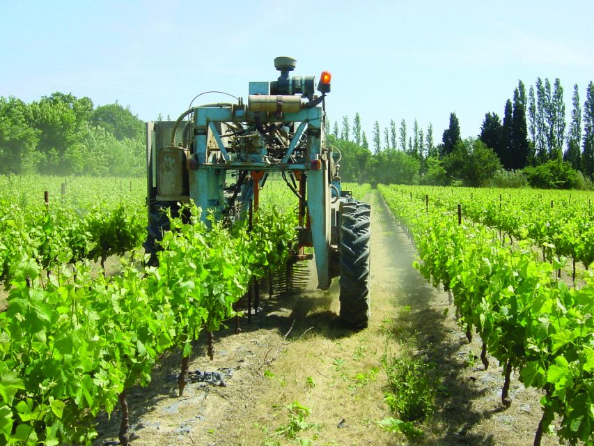 enjambeur vigne