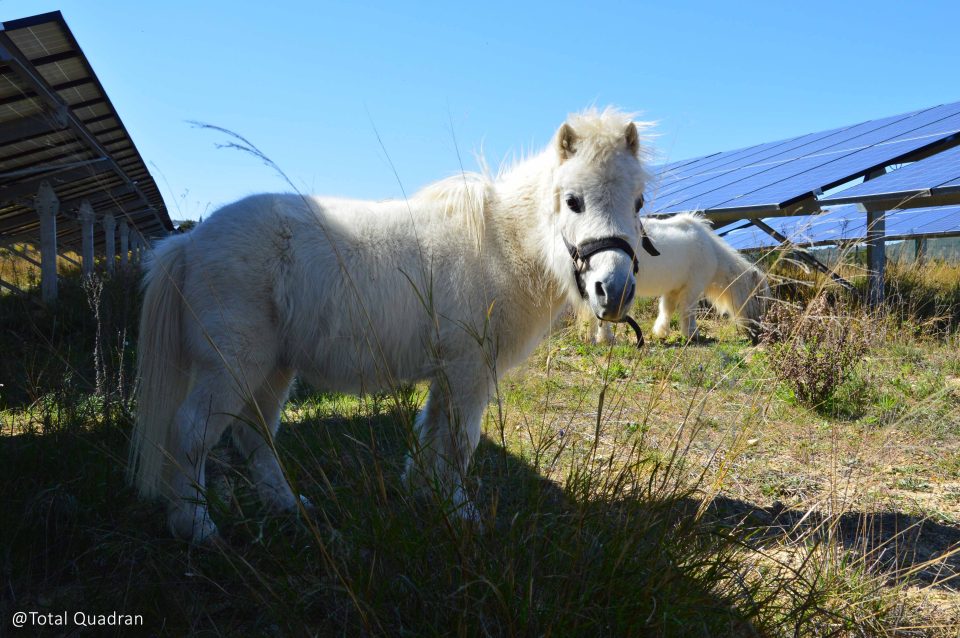 shetlands agrivoltaïsme