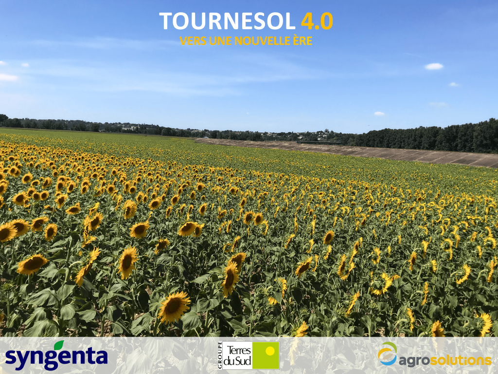 Champ de tournesol