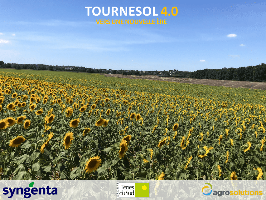 Champ de tournesol